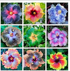 cloud farm hibiscus plant  sapling