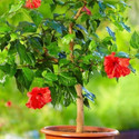 Cloud Farm Hibiscus Plant sapling