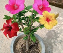 Cloud Farm Hibiscus Plant sapling