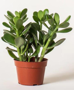 cloud farm jade plant  sapling