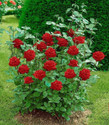 Cloud Farm Rose Plant sapling