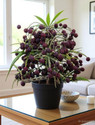 Cloud Farm Rudraksha Plant sapling