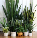 Cloud Farm Snake Plant sapling