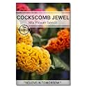 Navika Seeds ; Grow with Us Cockscomb Jewel Flower Seeds For Home Gardening. Perfect For Terrace Gardening Winter And Summer Blooms In India - Includes Free E-Book