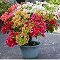 Colorful Paper Flower Bougainvillea Spectabilis Live Plant