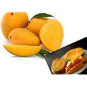 Combo 2 34Kesar Mango Tree Grafted Plant