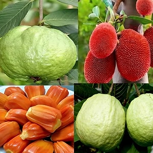 combo 2 34red jackfruit plant grafted  kg guava tree air layered 2-3 ft height red colour jackfruit plant live plant for home garden very sweet taste healthy grafted live