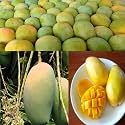 Combo 2 3939Bhagalpuri Mango Tree Hybrid34 Original