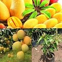 Combo 2 Alphonso Mango Tree Hybrid Amba