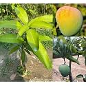 Combo 2 Badami Mango Plant Grafted Live
