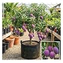 Combo 2 Japanese Miyazaki Mango Live Plants