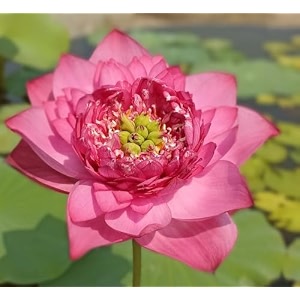 combo of 2 micro 2-colour lotus tuber roots nelumbo nucifera  live hybrid flowering plants for pond amp terrace  mixed colours  blooms in 30-40 days