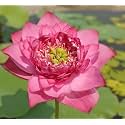 Combo of 2 Micro 2-Colour Lotus Tuber Roots (Nelumbo nucifera) – Live Hybrid Flowering Plants for Pond & Terrace | Mixed Colours | Blooms in 30-40 Days