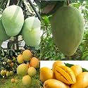 Combo 2 Sarauli Mango Tree Noorjahan