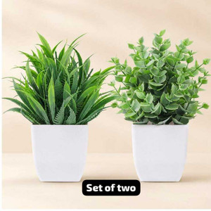 Conisstore Wild Artificial Plant