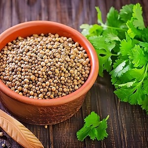 coriander seeds for planting  dhania seeds for home gardening  fresh herb seeds for pots grow bags kitchen garden amp terracepack of 300 seed