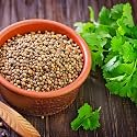 Coriander Seeds for Planting | Dhania Seeds for Home Gardening | Fresh Herb Seeds for Pots, Grow Bags, Kitchen Garden & Terrace(Pack Of 300+ Seed)