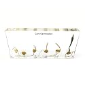 Corn Germination in Acrylic Block Lifecyle of Corn Biology Science Classroom Specimens (Corn Germination)