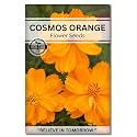 Navika Seeds ; Grow with Us Cosmos Orange Flower Seed.Perfect for Terrace Gardening Winter &amp; Summer Blooms in India-Includes Free E-Book for Kitchen,Backyard,Gardening &amp; Planting.High Germination