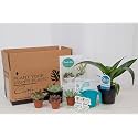 Costa Farms Cactus, Live Indoor Plant, Easy Care, Home Decor