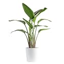 Costa Farms White Bird of Paradise, Live Indoor Plant, Easy Care