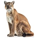 Cougar - Life Size Cardboard Cutout Standup People with Support Standee | Animals -