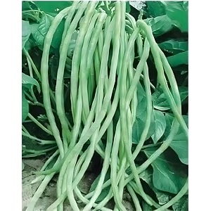 cowpea beans seeds for planting  high germination high yield green bean seeds  easy to grow for home garden terrace garden amp farm pack of 50 seed