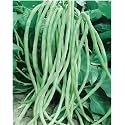 Cowpea Beans Seeds for Planting | High Germination High Yield Green Bean Seeds | Easy to Grow for Home Garden, Terrace Garden &amp; Farm (Pack Of 50 Seed)