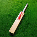CPB Popular willow Poplar Willow Cricket 