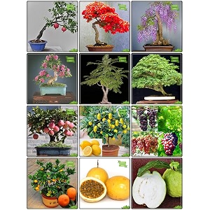 creative farmer garden seed combo fruit bonsai suitable and bonsai suitable  jacaranda mimosafolia delonix regia pride of india peltophorum albizia saman pomagranate apple and others -5 packs