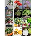 Creative Farmer Garden Seed Combo Fruit Bonsai Suitable and Bonsai Suitable : Jacaranda Mimosafolia, Delonix Regia, Pride Of India, Peltophorum, Albizia Saman, Pomagranate, Apple and Others -5 Packs