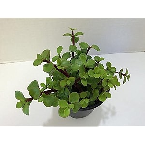 creative farmer good luck jade plant for study table healthy live plant