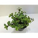 Creative Farmer Good Luck Jade Plant For Study Table (Healthy Live Plant)