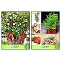 Creative Farmer Herb Seeds Combo Packs Alpine Strawberry, Rosemary Herb Seeds Combo Pack