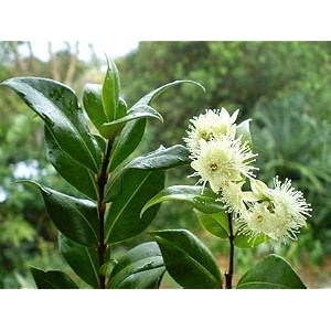 creative farmer sarva sughandhi gardens dwarf rare 39 allspice 39 sarvasugandhi pimenta dioica plant germ-killer plant 1 healthy live plant