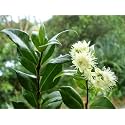 Creative Farmer Sarva Sughandhi Gardens Dwarf Rare ' Allspice ' Sarvasugandhi Pimenta Dioica Plant Germ-Killer Plant (1 Healthy Live Plant)