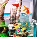 Fish Elevator Inverted Aquarium Vacuum Tower Above The Water Large Tank Decor Accessories Make Your Fish Fly