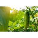 Cucumber Seeds for Planting | Suitable for Pots, Grow Bags, for Home &amp; Kitchen Garden (Pack of 50+Seed)