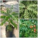 Curry Leaves PlantSaplingsHerbal Plant Kadi Patta PlantSaplingsMurraya