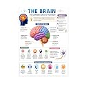 D.Creative THE BRAIN Anatomy Educational Poster, Human Body Charts for Students, Kids &amp; Classroom Learning, Anatomy &amp; Physiology Wall Posters for School, Home &amp; Study Room