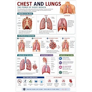 dcreative chest amp lungs anatomy educational poster human body charts for students kids amp classroom learning anatomy amp physiology wall posters for school home amp study room