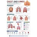 D.Creative CHEST &amp; LUNGS Anatomy Educational Poster, Human Body Charts for Students, Kids &amp; Classroom Learning, Anatomy &amp; Physiology Wall Posters for School, Home &amp; Study Room
