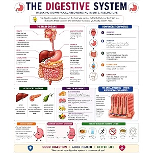 dcreative digestive system anatomy educational poster human body charts for students kids amp classroom learning anatomy amp physiology wall posters for school home amp study room