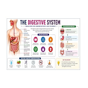 dcreative digestive system anatomy educational poster human body charts for students kids amp classroom learning anatomy amp physiology wall posters for school home amp study room