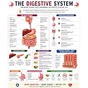 D.Creative DIGESTIVE SYSTEM Anatomy Educational Poster, Human Body Charts for Students, Kids &amp; Classroom Learning, Anatomy &amp; Physiology Wall Posters for School, Home &amp; Study Room