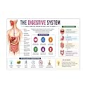 D.Creative DIGESTIVE SYSTEM Anatomy Educational Poster, Human Body Charts for Students, Kids &amp; Classroom Learning, Anatomy &amp; Physiology Wall Posters for School, Home &amp; Study Room