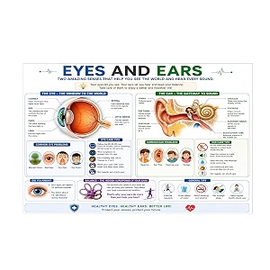dcreative eyes amp ear anatomy educational poster human body charts for students kids amp classroom learning anatomy amp physiology wall posters for school home amp study room