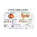 D.Creative EYES &amp; EAR Anatomy Educational Poster, Human Body Charts for Students, Kids &amp; Classroom Learning, Anatomy &amp; Physiology Wall Posters for School, Home &amp; Study Room