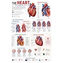D.Creative HEART Anatomy Educational Poster, Human Body Charts for Students, Kids &amp; Classroom Learning, Anatomy &amp; Physiology Wall Posters for School, Home &amp; Study Room