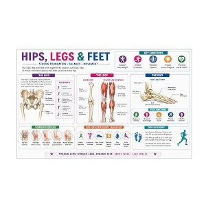 dcreative hips legs amp feet anatomy educational poster human body charts for students kids amp classroom learning anatomy amp physiology wall posters for school home amp study room